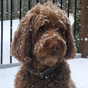 Meet your Posher, Hudson